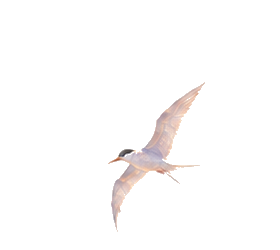 Painted tern gliding above the sea